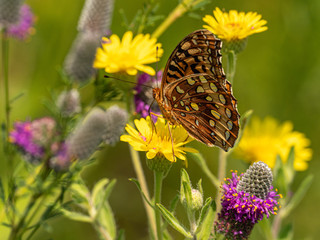 Atlantis Fritillary