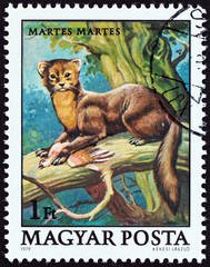 European pine marten, Martes martes (Hungary 1979)