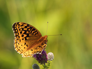 Obraz premium Atlantis Fritillary