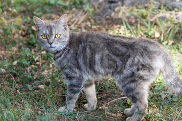 Young british shorthair grey cat looking attentively into the camera.