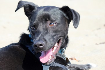 Black Dog Sitting on a Beach