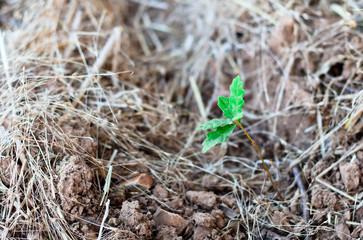  Green small sprout of oak on dried ground