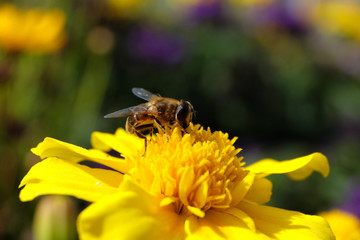 Insekt Schwebfliege und gelbe Blüten Ende September 2019 - Stockfoto