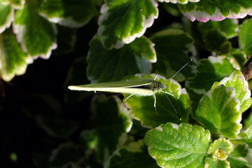 Schmetterling Kohlwei&szlig;ling und gr&uuml;ne Bl&auml;tter - Stockfoto