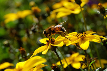 Insekt Schwebfliege und gelbe Blüten Ende September 2019 - Stockfoto
