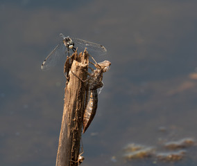 Frosted Whiteface & exoskeleton/larval