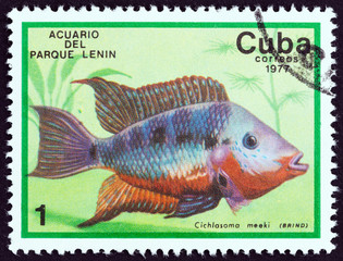 Firemouth cichlid, Thorichthys meeki (Cuba 1977)