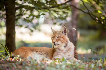 Resting relaxed eurasian Lynx in green forest. Wild cat in the nature forest habitat, hidden in the grass. Wildlife scene from Europe.