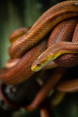 Elaphe rat snake rusty red close up nature macro reptile wild life