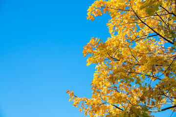 Fototapeta na wymiar fall yellow maple leaves in the blue sky.Autumn foliage against the sky.Sun shining in the sky among treetops in park. Autumn landscape. Bright colored maple leaves on the branches in autumn forest.