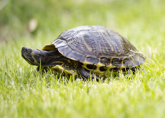 turtle portrait on grass