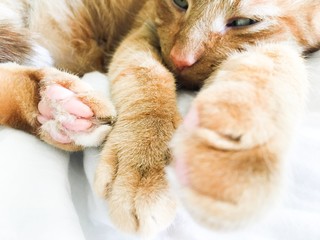 Tabby cat relaxing white background paws closeup 