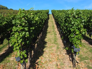 Fototapeta na wymiar Rows of vines with pinot noir grapes