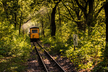 Wagons pulled by a steam locomotive in forest, Railway cars in the woods