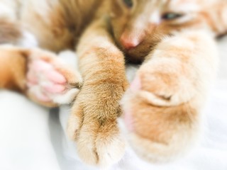 Tabby cat relaxing white background paws closeup