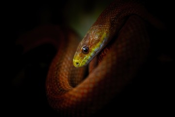 Elaphe rat snake rusty red close up nature macro reptile wild life