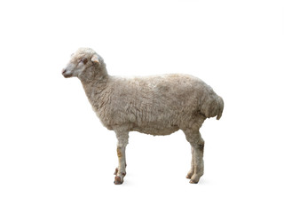 Young lamb isolated on white background