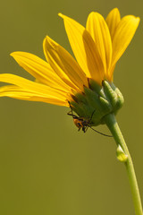 Sunflower in bloom, lit by the sun