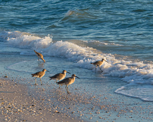 Birds