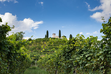 Conegliano e Valdobbiadene, la strada del Prosecco, patrimonio Unesco