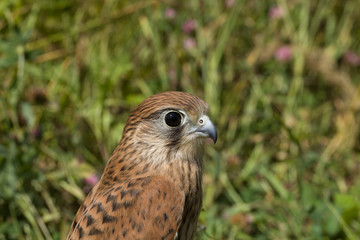 portrait of a young Kestrel Falcon (Falco tinnunculus) closeup