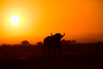 African cape buffalo in backlight