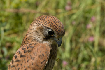 portrait of a young Kestrel Falcon (Falco tinnunculus) closeup