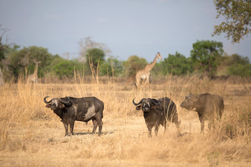 Free roaming african bufalo 
