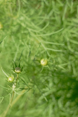 Blurred texture of a green plant as a natural background. 