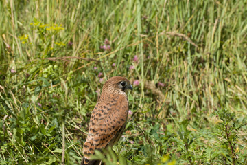 young Kestrel Falcon (Falco tinnunculus) closeup sits in the grass