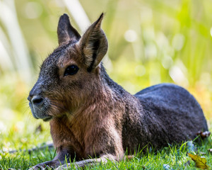 Mara (Dolichotis patagonum)