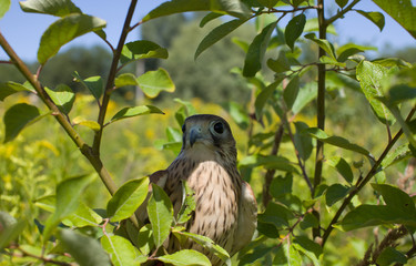 young Kestrel Falcon (Falco tinnunculus) closeup sits on a tree 