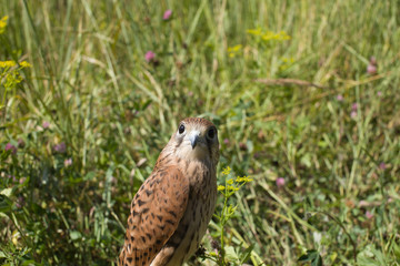 young Kestrel Falcon (Falco tinnunculus) closeup sits in the grass
