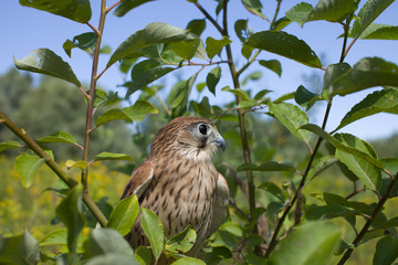 young Kestrel Falcon (Falco tinnunculus) closeup sits on a tree 