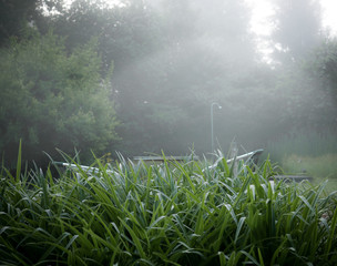 Obraz na płótnie Canvas Misty morning light shining into the garden