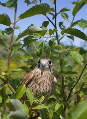 young Kestrel Falcon (Falco tinnunculus) closeup sits on a tree 