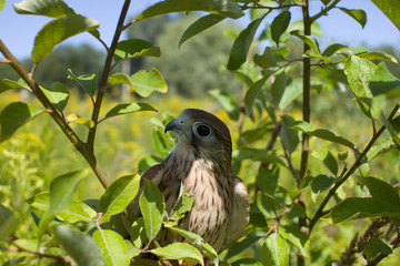 young Kestrel Falcon (Falco tinnunculus) closeup sits on a tree 