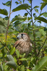 young Kestrel Falcon (Falco tinnunculus) closeup sits on a tree 