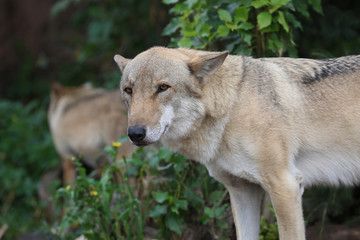Gray Wolf (Canis lupus) Portrait - captive animal. Wolf at the zoo in the summer.