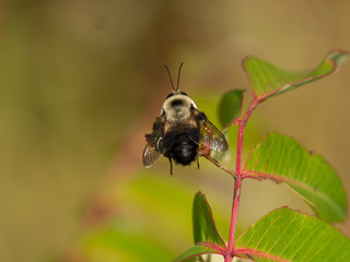 Bee pollinating