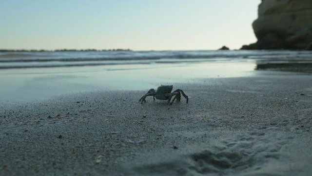 Crab walks slowly along seashore towards the rocks. Late summer evening at sea, low-angle view