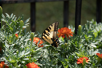 Yellow butterfly on bush