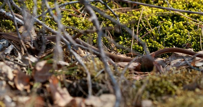 Anguis Fragilis Is A Legless Lizard Reptile Native To Eurasia. Deaf Adder, Slowworm, Blindworm, Long-cripple. These Legless Lizard Are Also Sometimes Called Common Slow-worm. Belarus