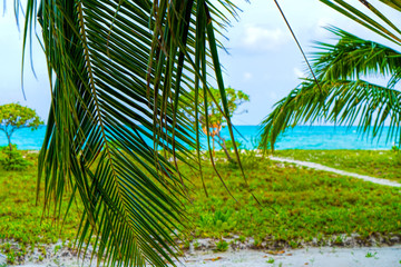 Lush, green leaves of a bush among luxurious palm trees, Maldive
