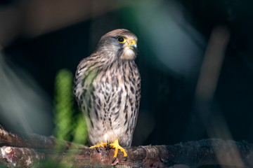 Sakerfalke