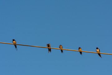 5 birds on telephone wire