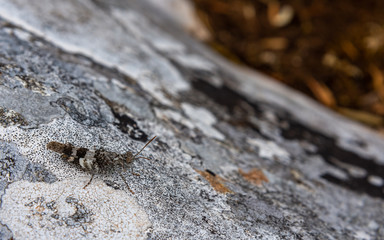 bug on rock in camouflage