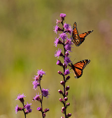 Monarch Butterfly