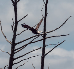 Bald Eagle in flight