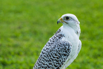 portrait of a Gyrfalcon